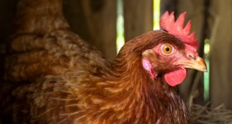 Tips Sukses Ternak Ayam Kampung dengan Metode Kandang Semi Intensif, Cocok untuk Pemula