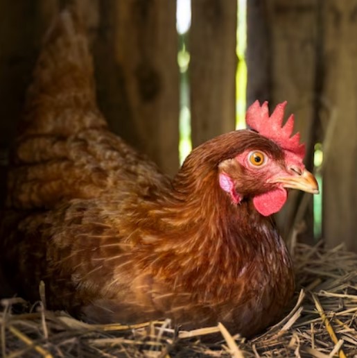Tips Sukses Ternak Ayam Kampung dengan Metode Kandang Semi Intensif, Cocok untuk Pemula