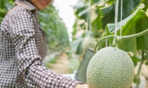 Tips Sukses Cara Menanam Buah Melon Hidroponik