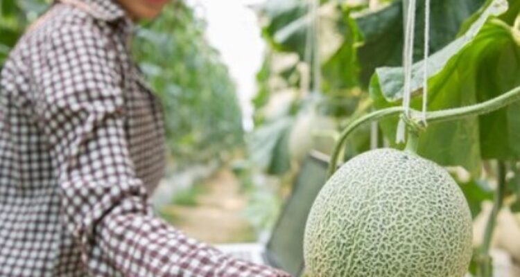 Tips Sukses Cara Menanam Buah Melon Hidroponik