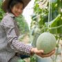 Tips Sukses Cara Menanam Buah Melon Hidroponik