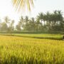 Tantangan Perubahan Iklim Picu Peningkatan Kerugian di Sektor Pertanian