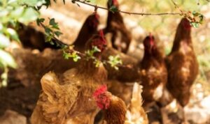 Rahasia Kualitas Air untuk Peternakan Ayam Kampung
