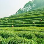 5 Wisata Kebun Teh di Jawa Barat yang Cocok untuk Keluarga