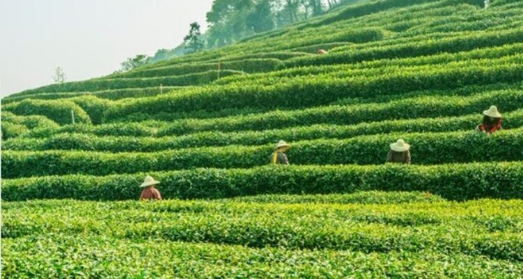 5 Wisata Kebun Teh di Jawa Barat yang Cocok untuk Keluarga