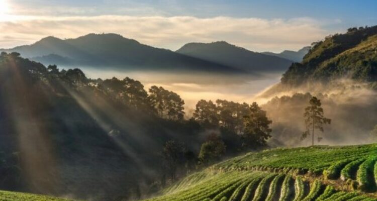 3 Rekomendasi Wisata Kebun Teh di Jawa Tengah Cocok untuk Liburan Keluarga