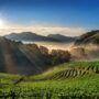 3 Rekomendasi Wisata Kebun Teh di Jawa Tengah Cocok untuk Liburan Keluarga