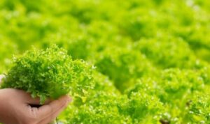 Tips Menanam Tanaman di Lahan Sempit, Cocok untuk Rumah yang Minimalis