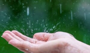 Tips Memanfaatkan Sumber Air Hujan untuk Tanaman Hias, Wajib Dicoba