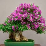 5 Tips Merawat Tanaman Bonsai di Rumah Anda dengan Mudah