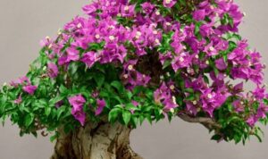 5 Tips Merawat Tanaman Bonsai di Rumah Anda dengan Mudah