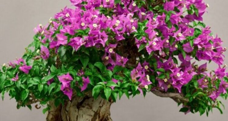 5 Tips Merawat Tanaman Bonsai di Rumah Anda dengan Mudah