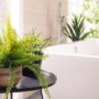 5 Tanaman Hias yang Cocok Diletakkan di Kamar Mandi