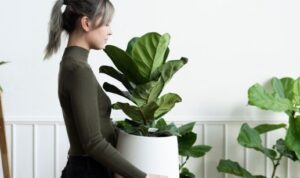 5 Cara Memulai Hobi Tanaman Hias di Rum