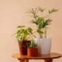 5 Tanaman Hias Cantik untuk Dekorasi Ruangan