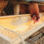 Ide Kreatif Pakan Ayam