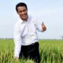 1,3 Juta Hektar Sawah di Sulsel Siap Panen Padi Maret 2024