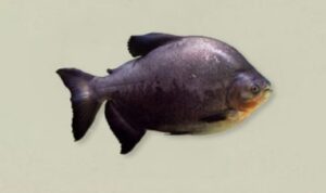 5 Tips Pemula untuk Peternakan Ikan Bawal di Kolam Terpal
