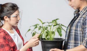 Boleh Dicoba, Berikut 5 Tips Jitu Memulai Bisnis Tanaman Hias
