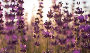 5 Tips Merawat Tanaman Hias Lavender di Rumah