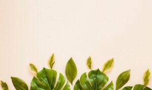 5 Cara Membersihkan Kotoran Pada Daun Tanaman