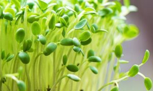 Mengenal Tentang Microgreens: Tunas Mungil Kaya Manfaat