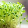 Mengenal Tentang Microgreens: Tunas Mungil Kaya Manfaat