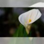 5 Tanaman Hias Perawatan Minim untuk Mempercantik Rumah Anda