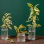 5 Tips Menanam Tanaman Hias dengan Media Air di Rumah