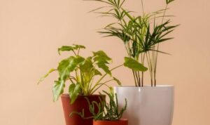 Tips Merawat Tanaman Hias di Rumah Agar Terhindar dari Hama