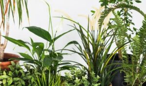 5 Tips Merawat Tanaman Hias Agar Tetap Segar Saat Ditinggal Mudik