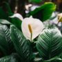 5 Tanaman Hias yang Cantik dan Wangi, Cocok untuk Pengharum Ruangan Alami