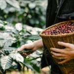 Cara Mengolah Hasil Panen Kopi