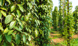 Budidaya Tanaman the king of spices