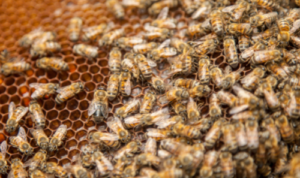 Cara Berternak Madu Apis Dorsata (foto canva)