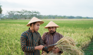 Petani Modern vs Tradisional