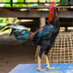 Ayam Bangkok: Seni Memelihara Petarung Unggulan