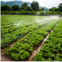 Fakta Menarik Terkait Bertani Hortikultural (foto canva)