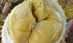 Durian Montong: Rahasia Sukses Panen Melimpah!!