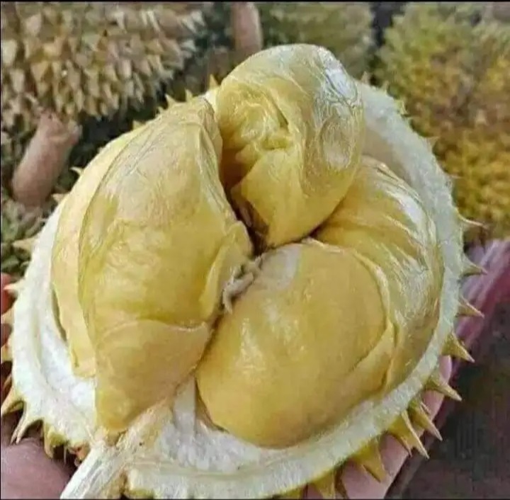 Durian Montong: Rahasia Sukses Panen Melimpah!!