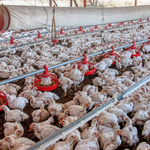 Musim penghujan bisa menjadi tantangan tersendiri bagi peternak ayam