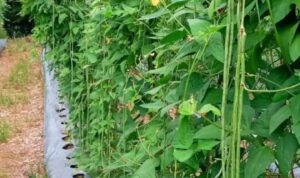 Bertani Kacang Panjang: Tips untuk Hasil Panen Optimal