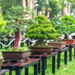 Keunggulan Menggunakan Pupuk Organik pada Tanaman Bunga Bonsai