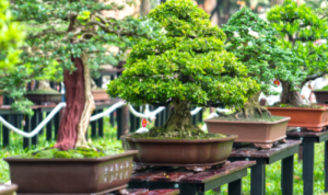 Keunggulan Menggunakan Pupuk Organik pada Tanaman Bunga Bonsai