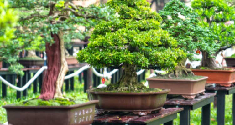 Keunggulan Menggunakan Pupuk Organik pada Tanaman Bunga Bonsai