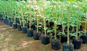 Pembibitan Tomat: Teknik dan Panduan Lengkap