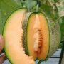 Buah Melon Tanpa Hama: Tips Menjaga Tetap Sehat dan Subur