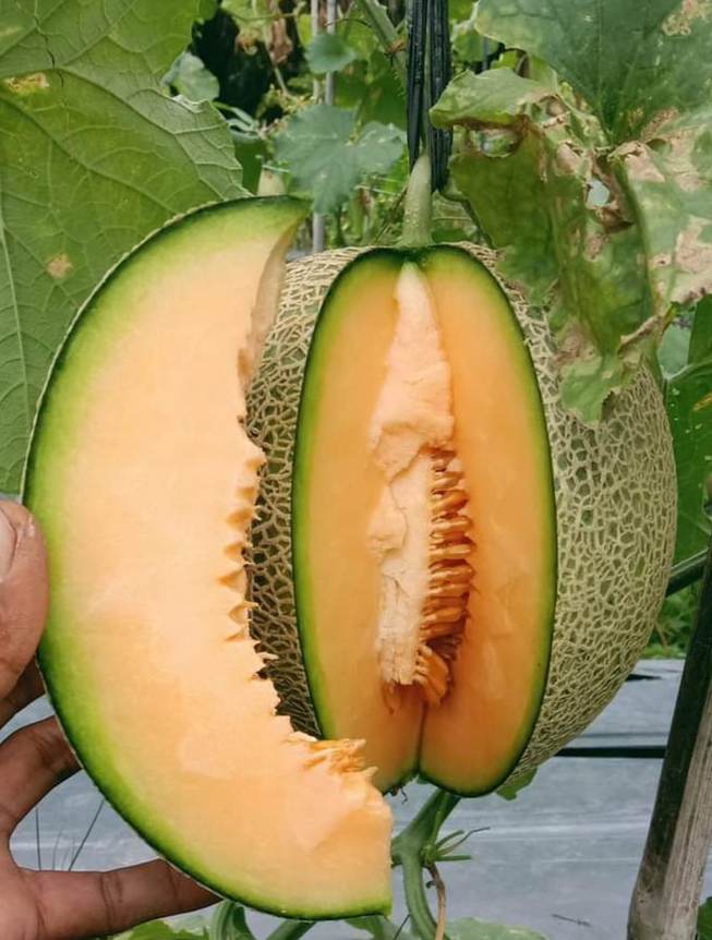 Buah Melon Tanpa Hama: Tips Menjaga Tetap Sehat dan Subur