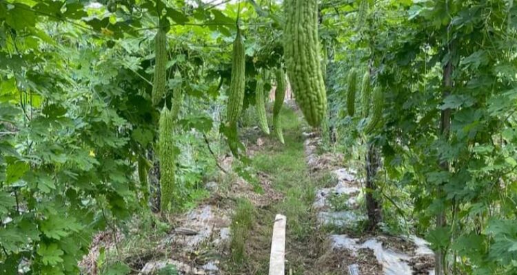 Berkebun Sayur Pare: Menanam dan Merawat dengan Mudah