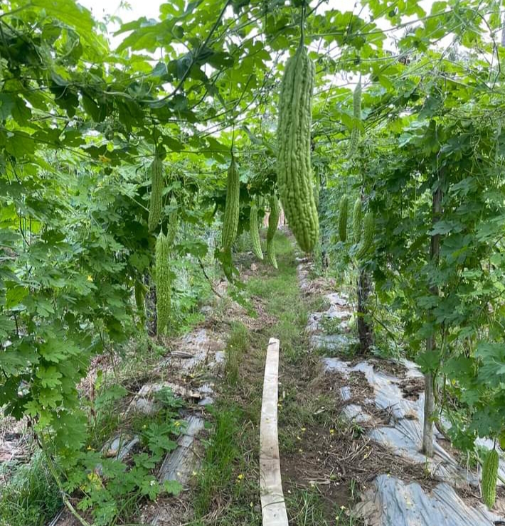 Berkebun Sayur Pare: Menanam dan Merawat dengan Mudah